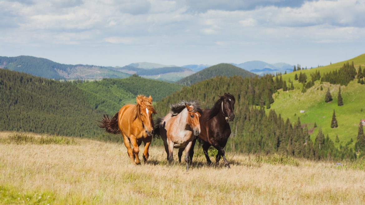 7. Agricultură și produse alimentare